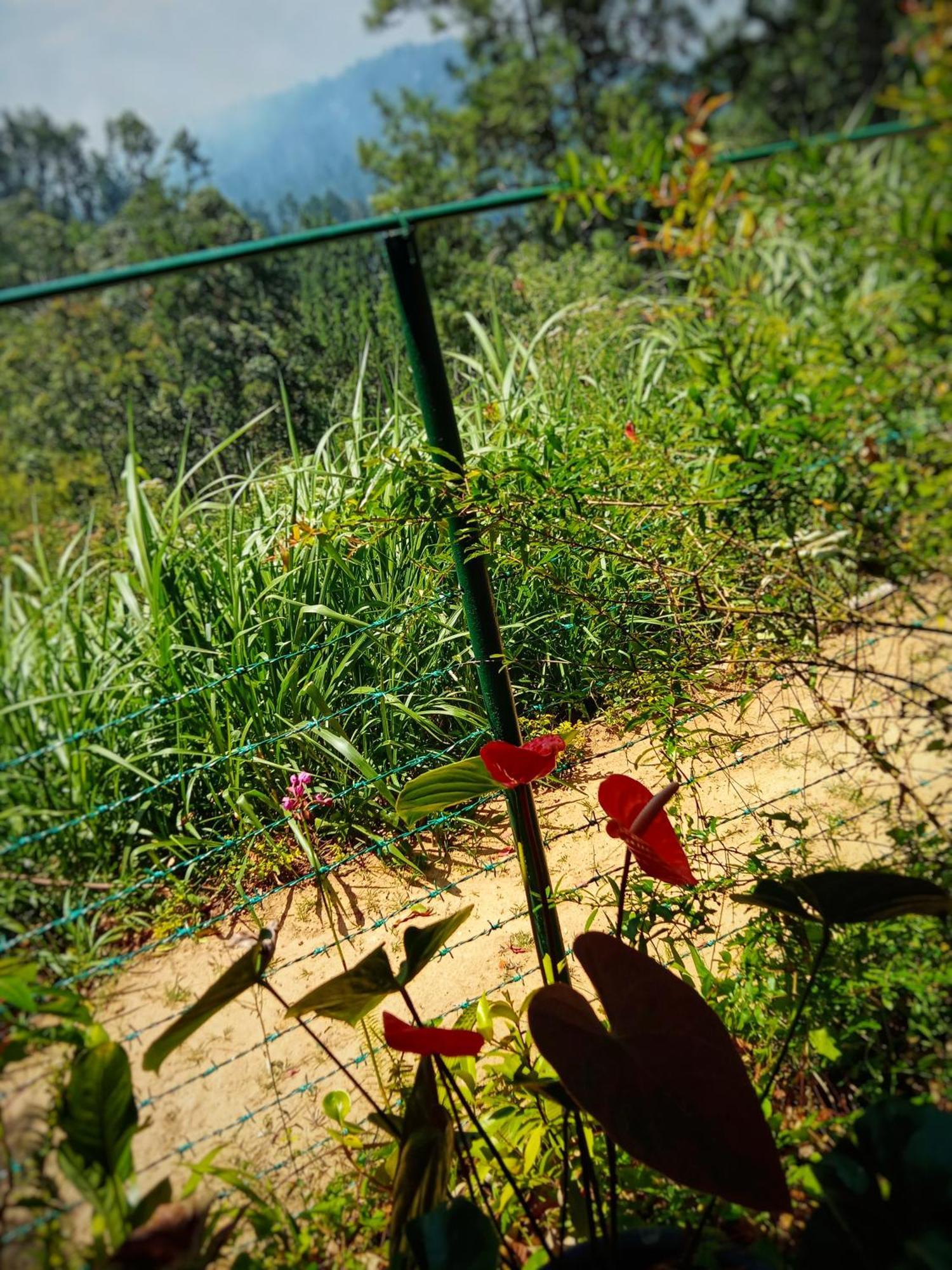 New Rose Villa Bandarawela Ella Eksteriør billede
